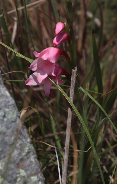 Gladiolus varius, photographed by Tony Rebelo