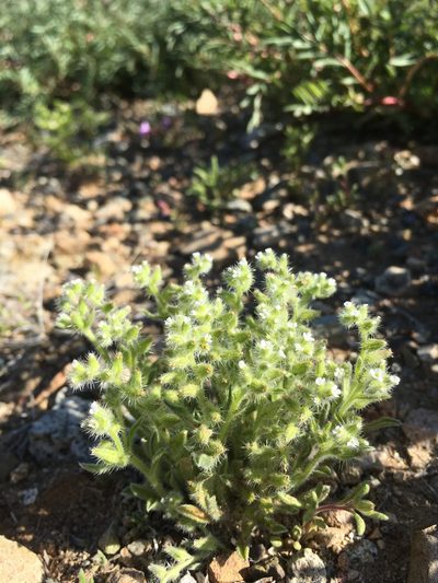Cryptantha crassisepala, photographed by Cecelia Alexander