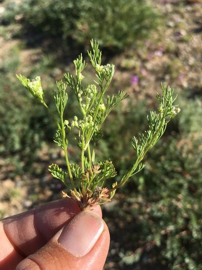 Spermolepis lateriflora, photographed by Cecelia Alexander