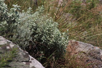 Helichrysum mimetes, photographed by Tony Rebelo