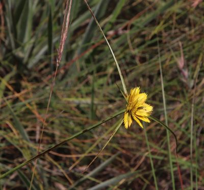 Cyperus sphaerocephalus, photographed by Tony Rebelo
