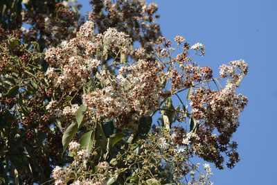 Cordia trichotoma, photographed by B. Phalan