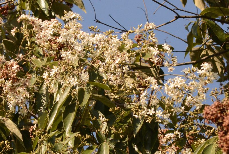 Cordia trichotoma, photographed by B. Phalan