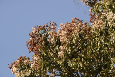 Cordia trichotoma, photographed by B. Phalan