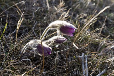Pulsatilla montana, photographed by Conrad Altmann