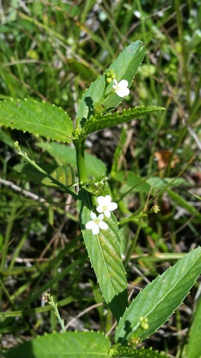 Caperonia castaneifolia, photographed by Jay Horn