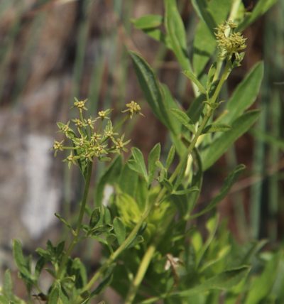 Heteromorpha involucrata, photographed by Tony Rebelo