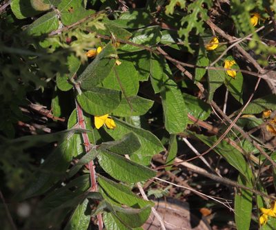 Rhynchosia angulosa, photographed by Tony Rebelo