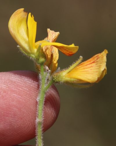 Rhynchosia angulosa, photographed by Tony Rebelo