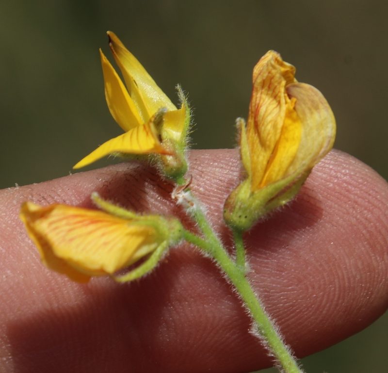 Rhynchosia angulosa, photographed by Tony Rebelo
