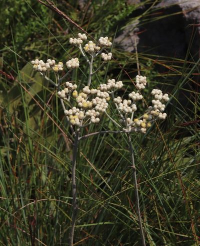 Helichrysum platypterum, photographed by Tony Rebelo