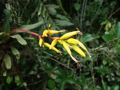 Vriesea rodigasiana, photographed by Tsssss
