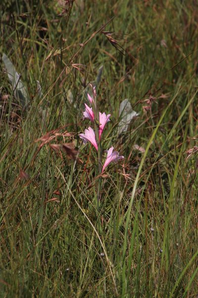 Gladiolus varius, photographed by Tony Rebelo