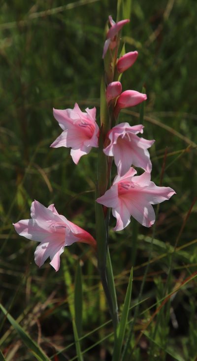 Gladiolus varius, photographed by Tony Rebelo