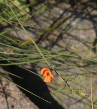 Tephrosia elongata, photographed by Tony Rebelo