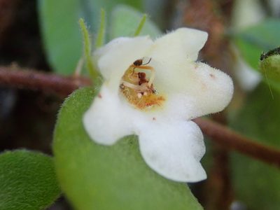 Codonanthe devosiana, photographed by Tsssss