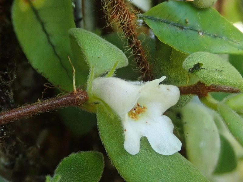 Codonanthe devosiana, photographed by Tsssss