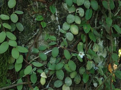 Codonanthe devosiana, photographed by Tsssss