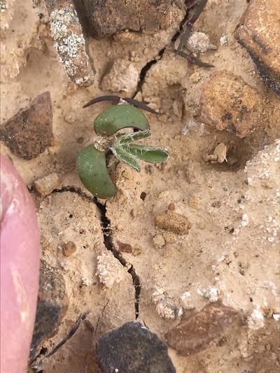 Astragalus holmgreniorum, photographed by Stephanie Taylor