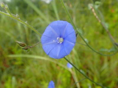 Jacquemontia evolvuloides, photographed by Tsssss