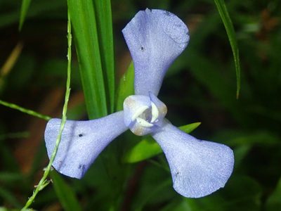 Cipura paludosa, photographed by Tsssss