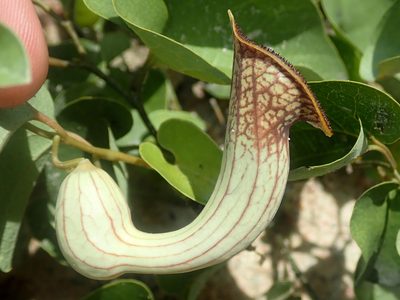Aristolochia lutescens, photographed by Tsssss