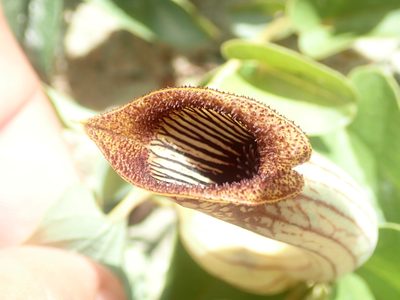 Aristolochia lutescens, photographed by Tsssss