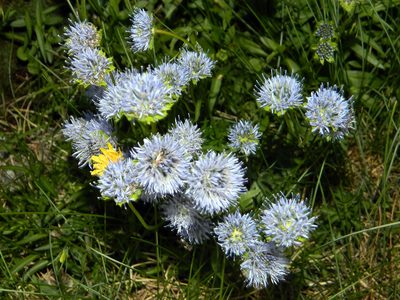 Jasione laevis, photographed by Louis Imbeau