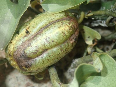 Aristolochia lutescens, photographed by Tsssss