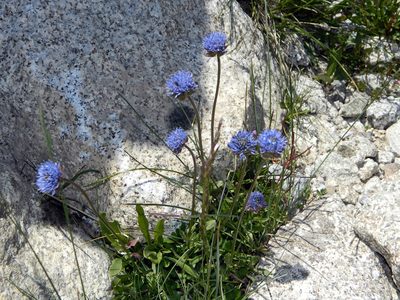 Jasione laevis, photographed by Louis Imbeau
