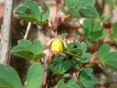 Chamaecrista kunthiana, photographed by Tsssss