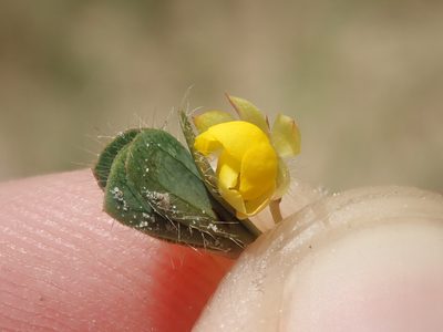 Chamaecrista kunthiana, photographed by Tsssss