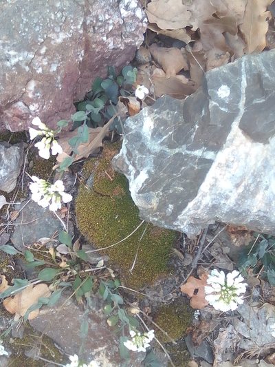 Noccaea macrantha, photographed by Михаил Орлов