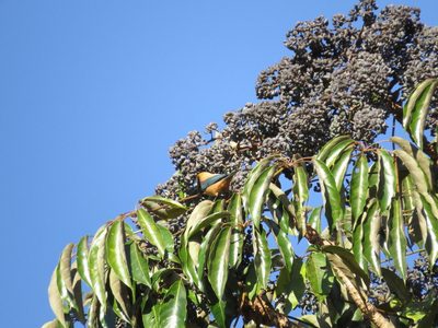 Didymopanax morototoni, photographed by Leonardo Bergamini