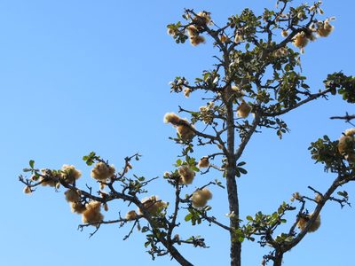Eriotheca pubescens, photographed by Leonardo Bergamini