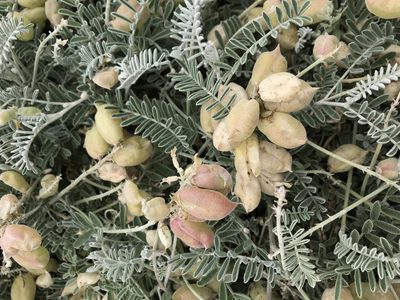 Astragalus miguelensis, photographed by Emily Chebul