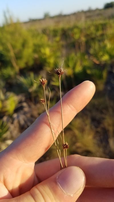 Rhynchospora fernaldii, photographed by Scott Ward