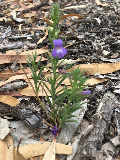 Stemodia florulenta, photographed by Ayesha Burdett