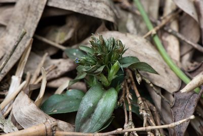Gentiana bambuseti, photographed by Cheng-Tao Lin