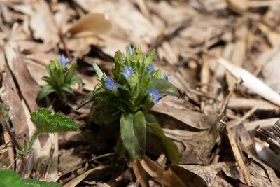 Gentiana bambuseti, photographed by Cheng-Tao Lin