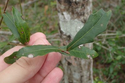 Quercus hemisphaerica, photographed by Austin Pursley