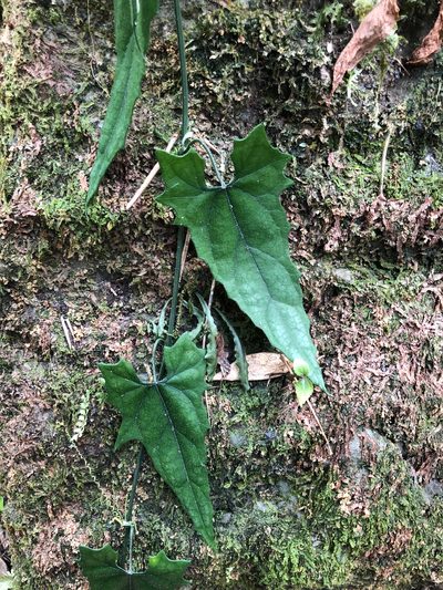 Trichosanthes homophylla, photographed by Cheng-Tao Lin