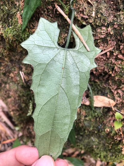 Trichosanthes homophylla, photographed by Cheng-Tao Lin