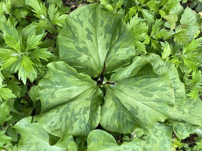 Trillium angustipetalum, photographed by Kyle Nessen