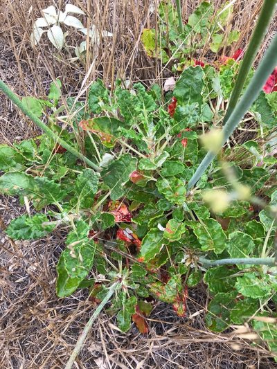 Eriogonum grande, photographed by Emily Chebul