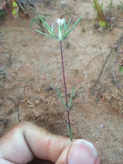 Linanthus bigelovii, photographed by Cecelia Alexander