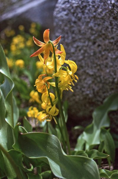 Erythronium pluriflorum, photographed by Ed Alverson