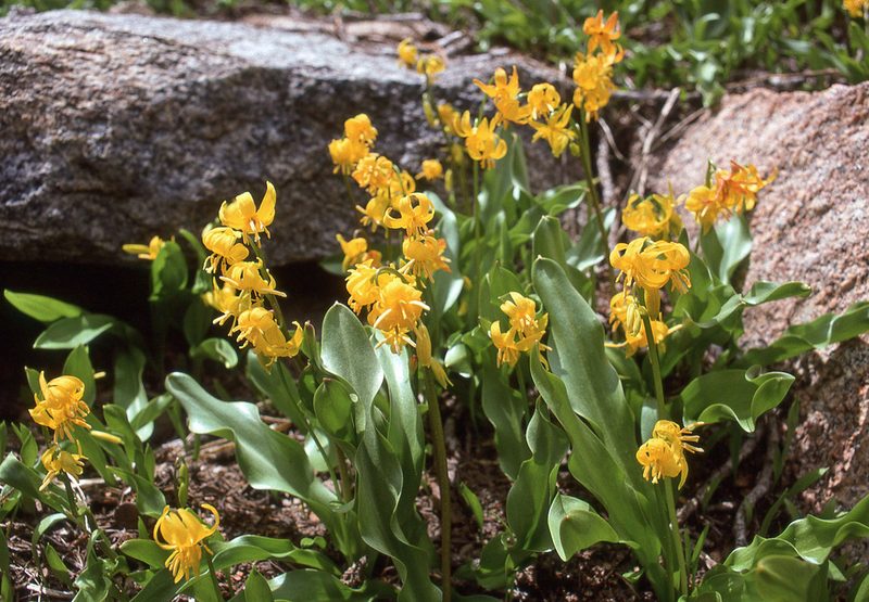 Erythronium pluriflorum, photographed by Ed Alverson