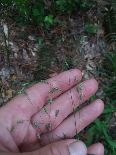 Poa autumnalis, photographed by Will McFarland