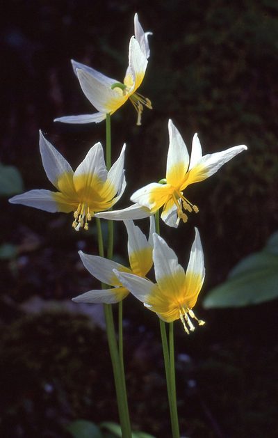 Erythronium taylorii, photographed by Ed Alverson